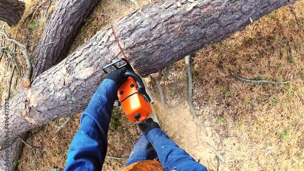 Lumberjack logger worker in protective gear cutting firewood timber tree in forest with chainsaw