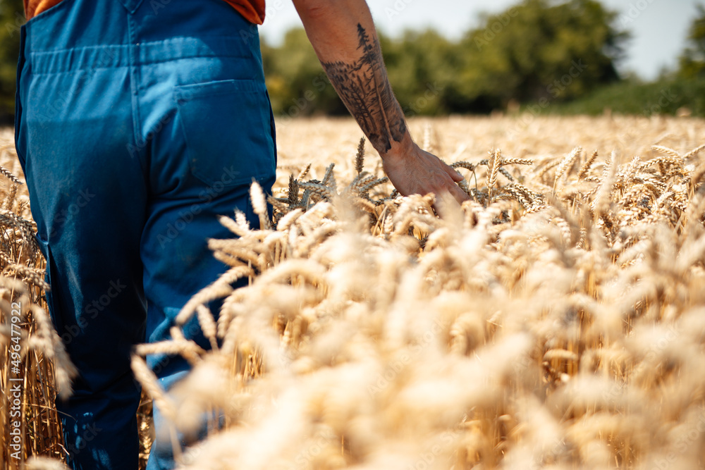 Young farmer walking through wheat field in warm sunny day.