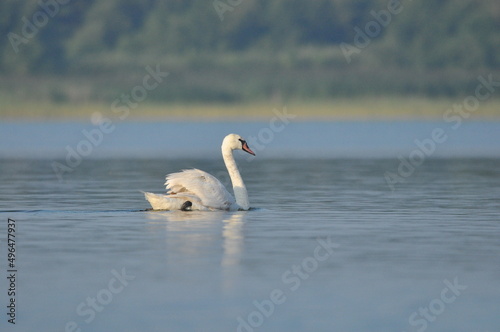 Mute swan swimming on the lake, river. A snow-white bird with a long neck, forming a loving couple and caring family.