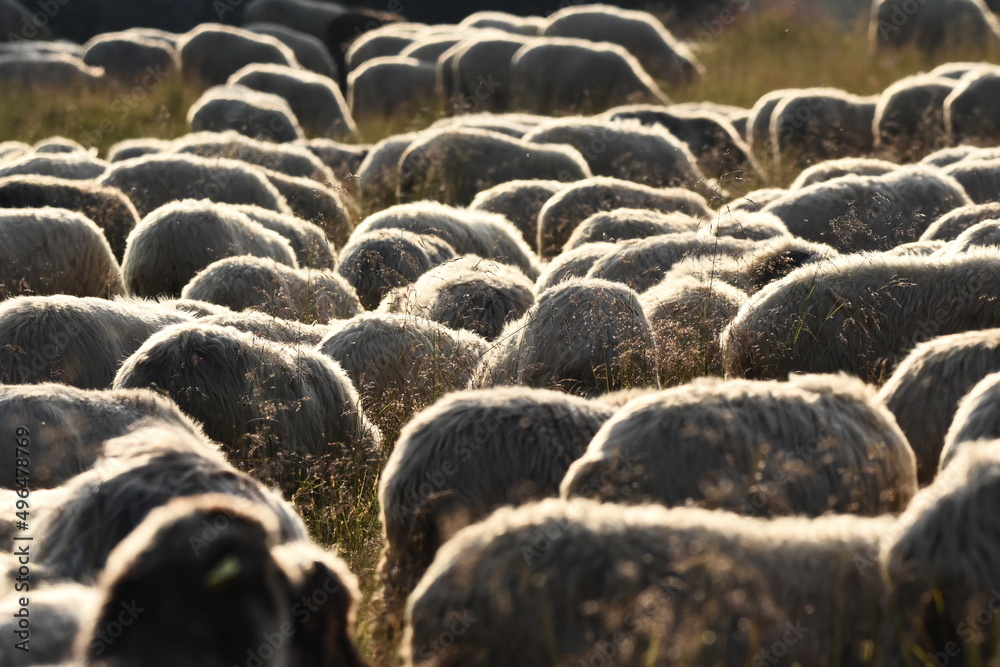 Obraz premium A herd of sheep grazing in pastures in Romania. Mountainous pastures with green grass. Driving the herd into the valley to milk and shear wool.