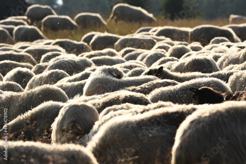 A herd of sheep grazing in pastures in Romania. Mountainous pastures with green grass. Driving the herd into the valley to milk and shear wool. photo