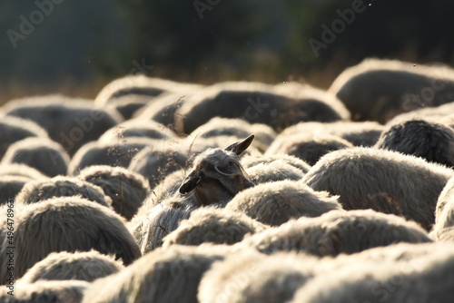 A herd of sheep grazing in pastures in Romania. Mountainous pastures with green grass. Driving the herd into the valley to milk and shear wool. photo