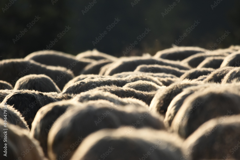 A herd of sheep grazing in pastures in Romania. Mountainous pastures with green grass. Driving the herd into the valley to milk and shear wool. A herd of sheep grazing in pastures in Romania. Mountainous pastures with green grass. Driving the herd into the valley to milk and shear wool.