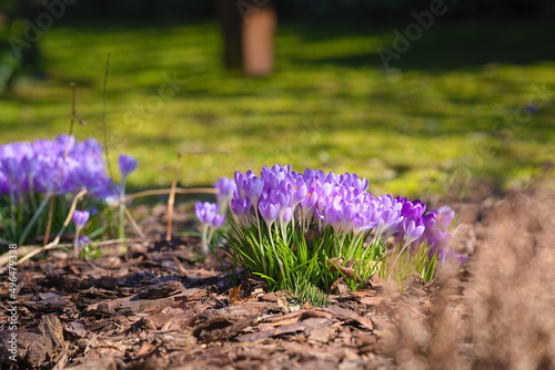 Light-violet crocus flowers on a sunny, spring day in the garden 