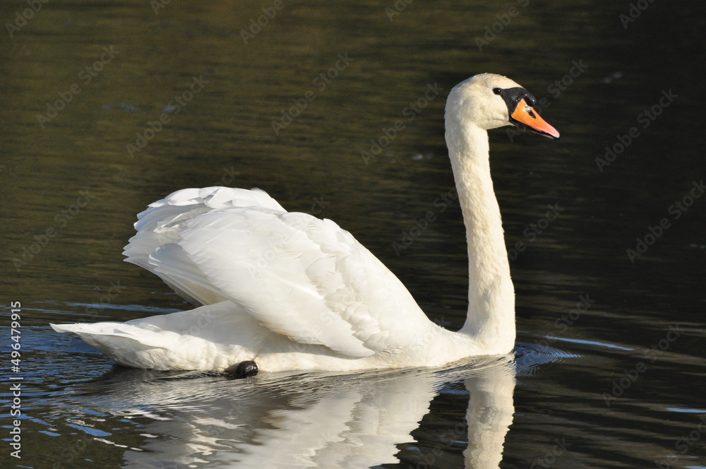 Obraz premium Mute swan swimming on the lake, river. A snow-white bird with a long neck, forming a loving couple and caring family.