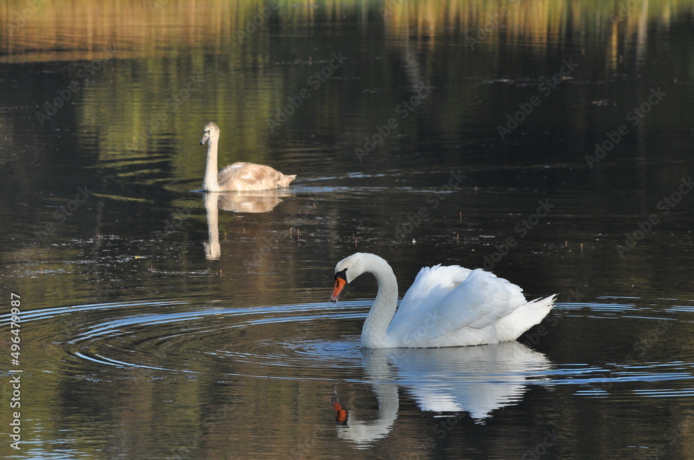 Fototapeta premium Mute swan swimming on the lake, river. A snow-white bird with a long neck, forming a loving couple and caring family.