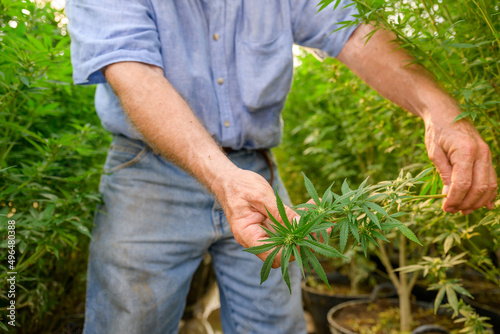 Male farmers work in cannabis and hemp farms. Farmer holding cannabis flowers by hand to examine cannabis and hemp flowers Commercially grown for industrial hemp oil production. © เลิศลักษณ์ ทิพชัย