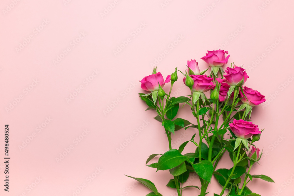 Fototapeta premium Bush rose on a pink background.