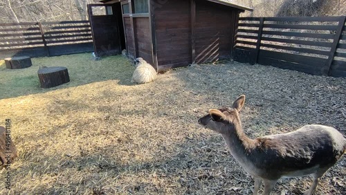 Grazing deer, sheep, and rabbits in an animal park and visitor centre, Szarvas, Hungary. Spring weekend trip.  photo