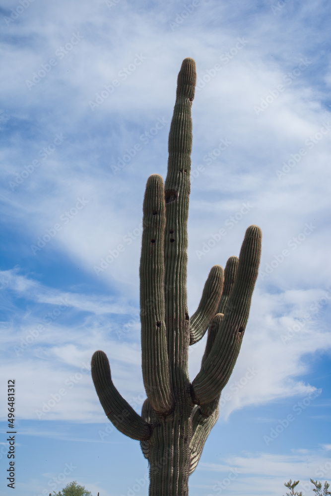 Saguaro Cactus in the desert