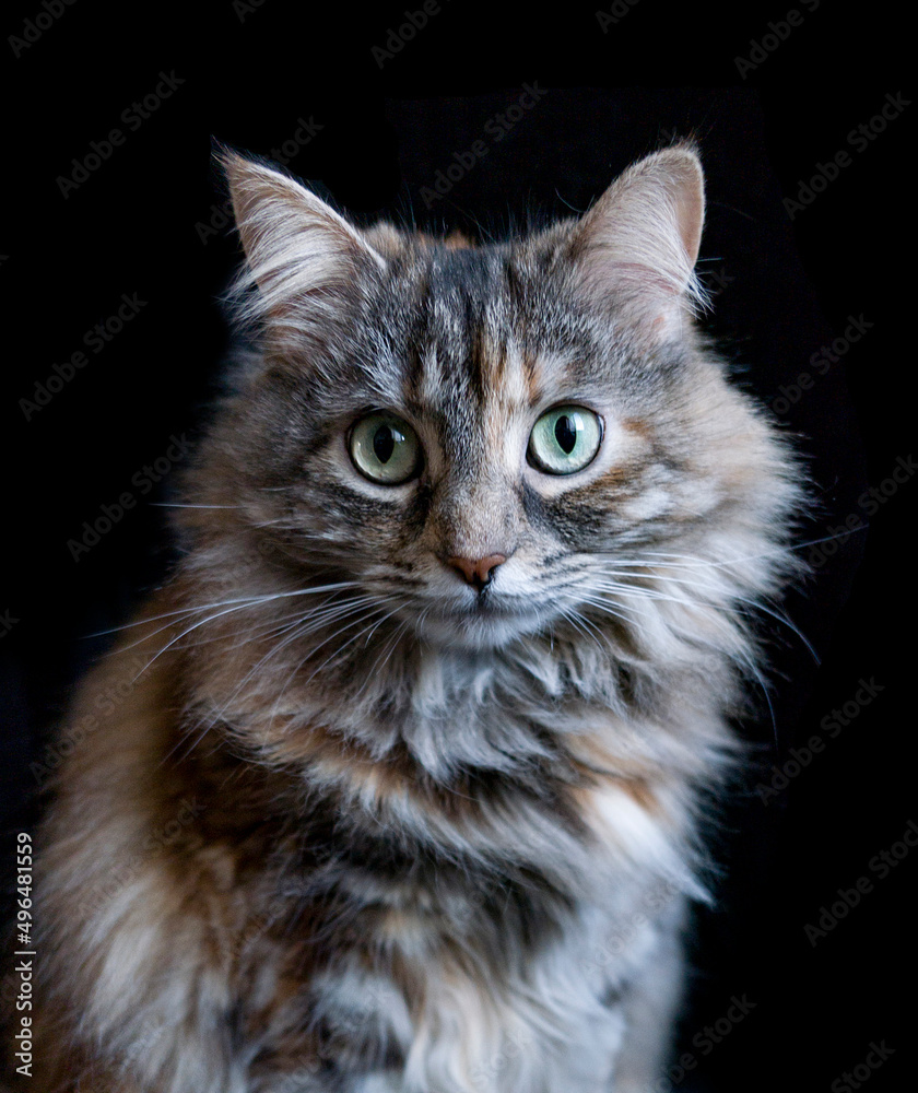 portrait of a clever fluffy grey Siberian cat on black background looking in camera