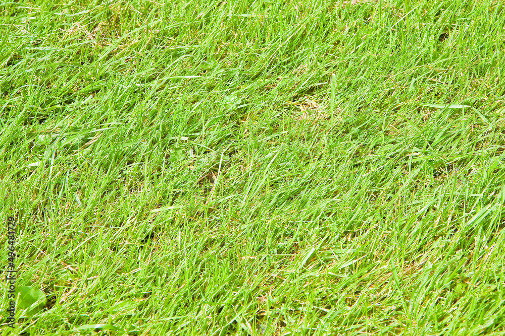 Green irish wild grass field background in summer season (Ireland) Green irish wild grass field background in summer season (Ireland)