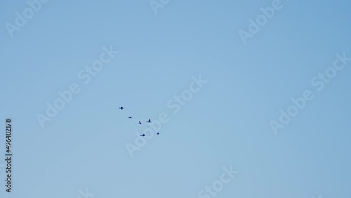 a small flock of black birds flies in the clear blue sky photo
