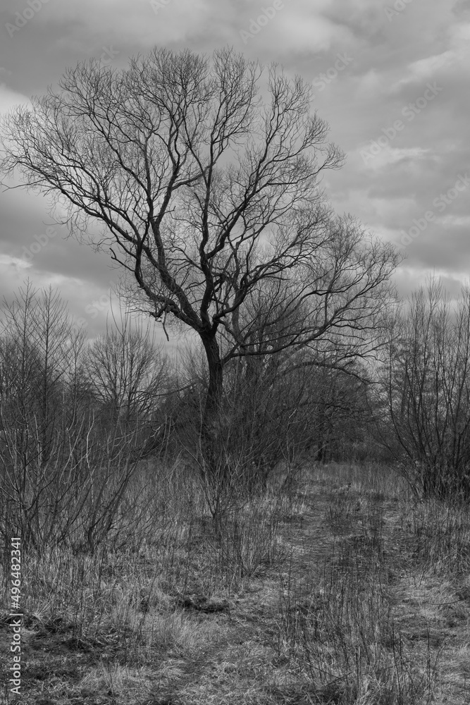 Fototapeta premium Lone tree on fallow.