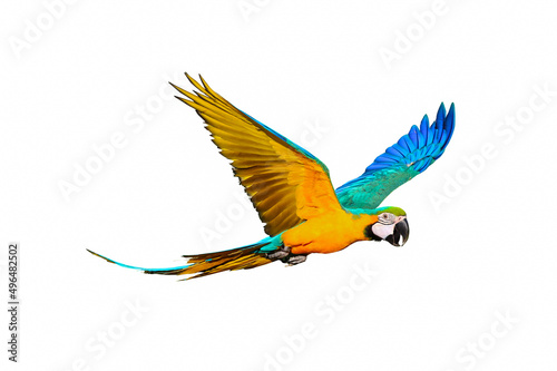 Colorful macaw parrot flying isolated on white. © Passakorn