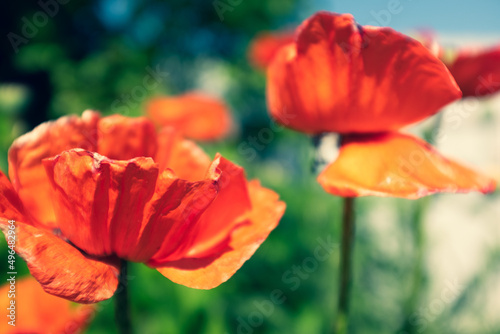 Red opium poppy flowers on blurred green background. Flowering plant in the family Papaveraceae. A picture of poppy plant for a poster  calendar  post  screensaver  wallpaper  banner  cover  website