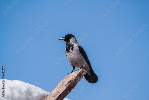 An adult gray crow sits against a blue sky.
