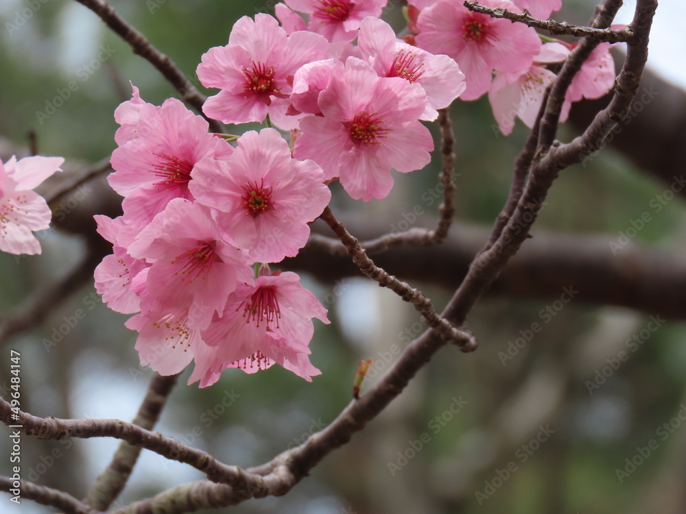 京都、けいはんな記念公園の桜