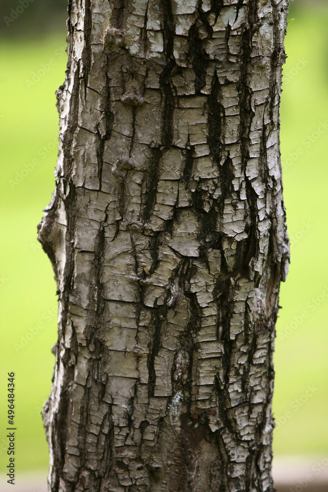 Fototapeta premium Wooden Bark in the garden , Close up Texture