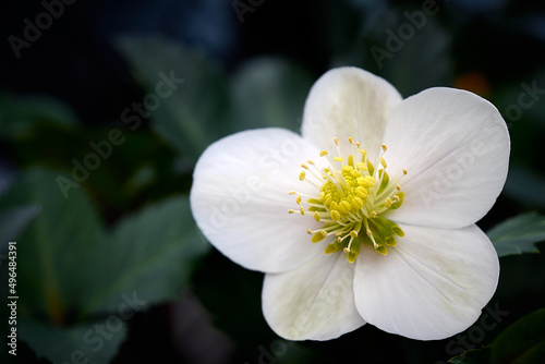 Schilderij op canvas pure white Christmas Rose (Helleborus Niger) flower close-up