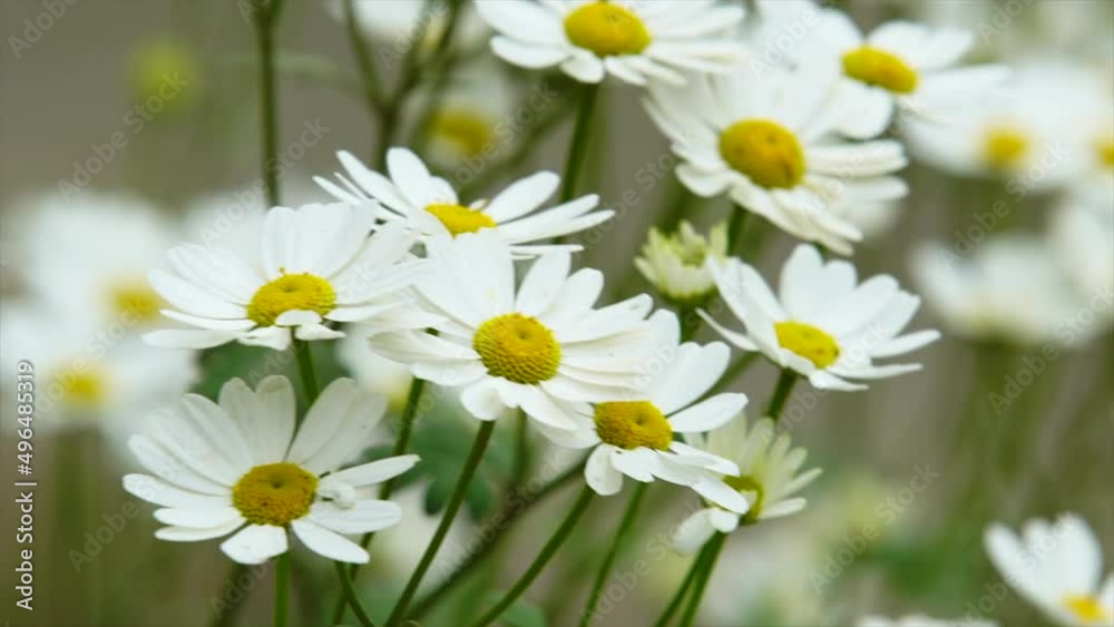 Spring Yellow And White Daisy Flower Spring Yellow And White Daisy Flower