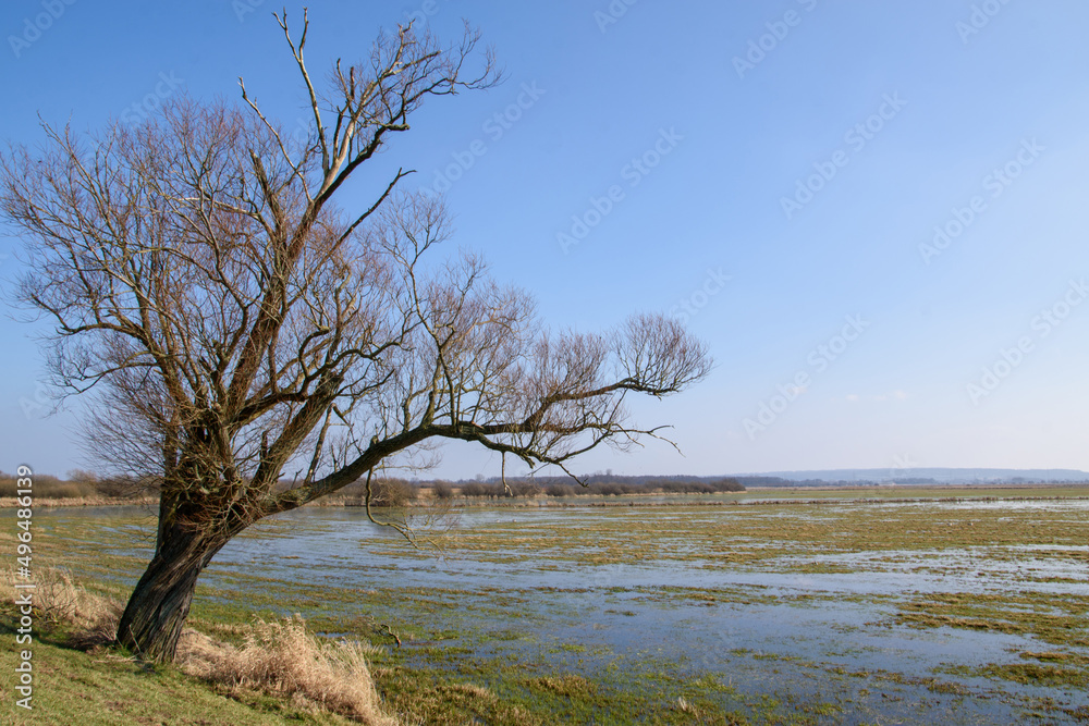 Kahler Baum auf einem Deich neben den überfluteten Wiesen am Rand des Dümmer See im Dümmer Naturpark.