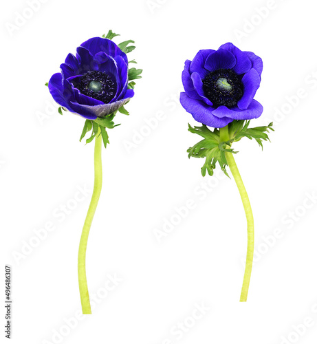 Set of blue anemone flowers...
