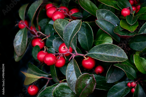 Bright red berries and shiny green leaves of Checkerberry (Wintergreen, Gaultheria procumbens) close-up. low growing plant. natural garden background