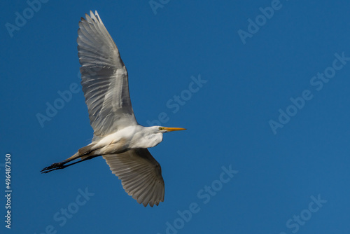 Great Egret in Flight