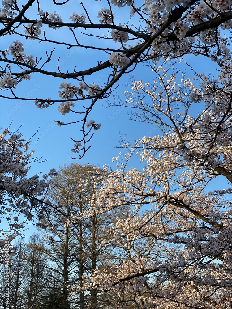 blue sky and pink cherry blossom contrast, April 1st sakura season Tokyo Ueno Japan 2022 blue sky and pink cherry blossom contrast, April 1st sakura season Tokyo Ueno Japan 2022