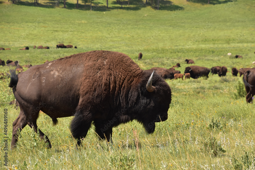Large Herd of American Buffalo Grazing in Field