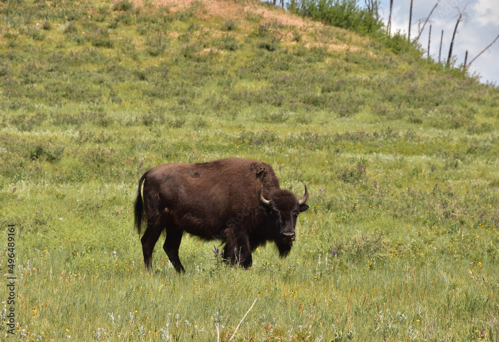 Lone American Buffalo Standing on the Side of a Hill