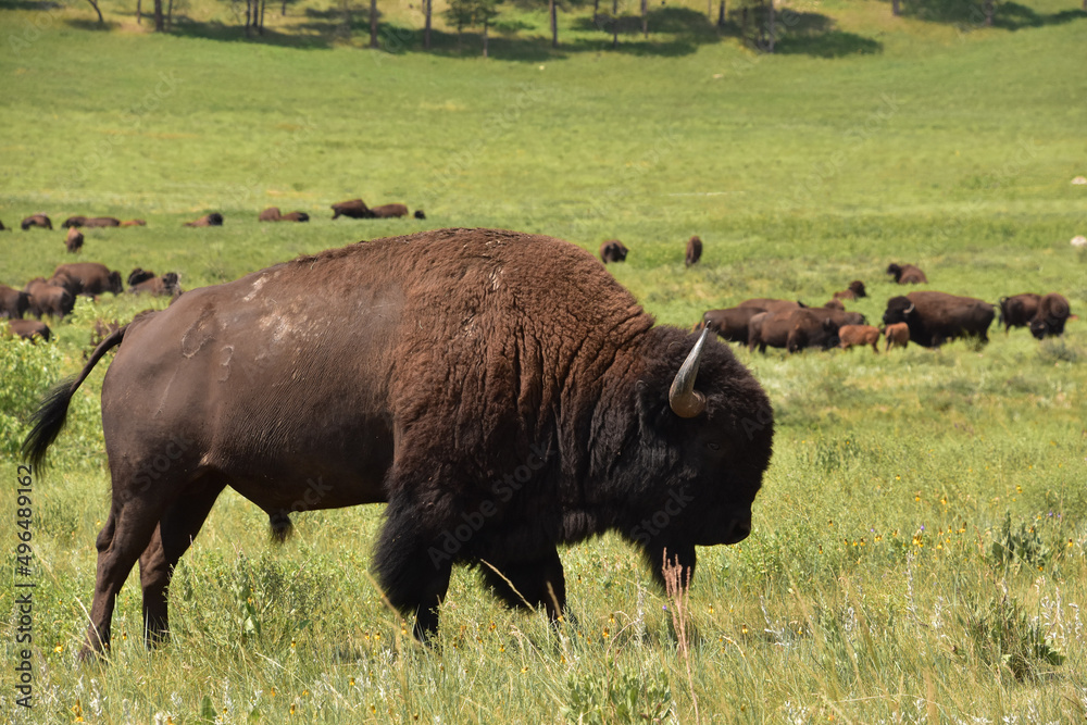 Migrate and Grazing Herd of Bison in Field