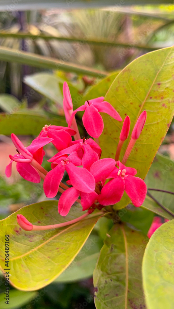 red and yellow flower