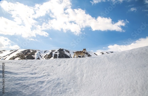 snow covered mountains