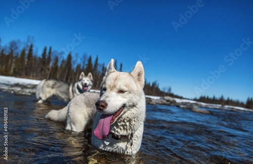 dog in snow