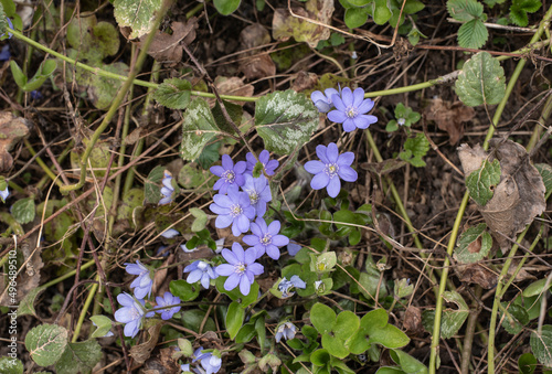 the beautiful lilac colored blossoms of liverwort