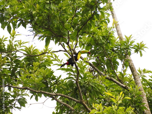 wild toucan in costa rica