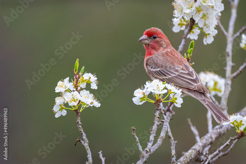 Male House Finch