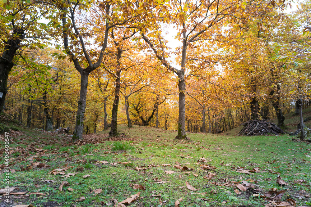 Naklejka premium Santa Maria del faggio