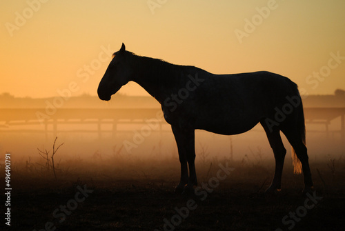 The horse walks in the paddock, the silhouette of the horse stands against the background of the rising sun at dawn