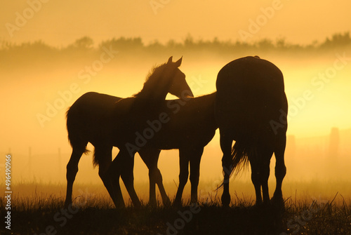 Mares with foals against the dawn. Horses come in a landscape at sunrise