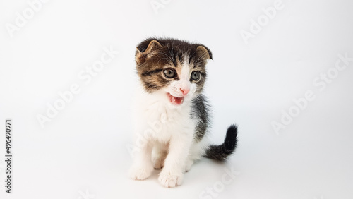 a cute little lop-eared kitten smiles on a white background. funny animals