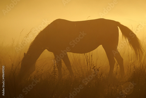 A free horse in a grazing field, the silhouette of a horse stands against the backdrop of the rising sun at dawn