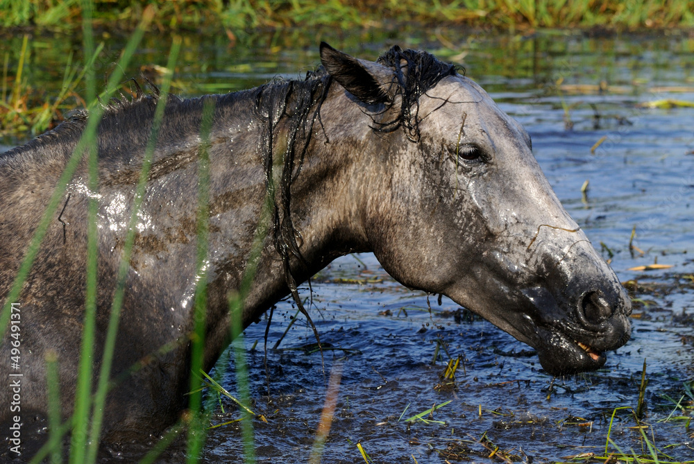 Portrait of a horse in the mud that bathes in the lake in a sultry summer Portrait of a horse in the mud that bathes in the lake in a sultry summer
