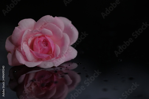 The rose lies on its reflection in a black surface