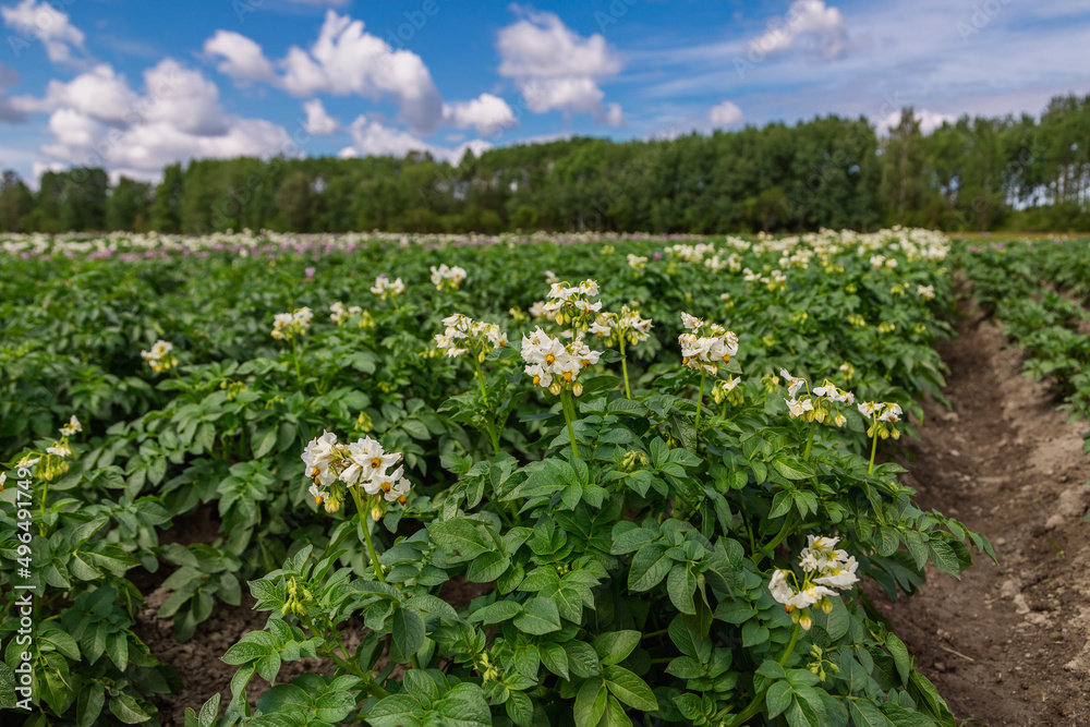 Close up white flower of potato crop Close up white flower of potato crop