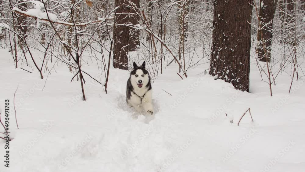 Siberian husky runs in a snow-covered forest through deep snow between branches in slow motion. High quality 4k footage Siberian husky runs in a snow-covered forest through deep snow between branches in slow motion. High quality 4k footage