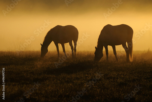 Two horses graze on a field on a background of fog and sunrise
