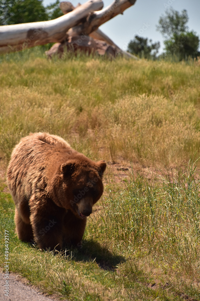 Brown Black Bear Pacing By the Road Side Brown Black Bear Pacing By the Road Side